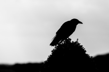 Vogel