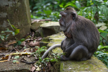 Affen Baby Monkey Forrest Ubud Bali