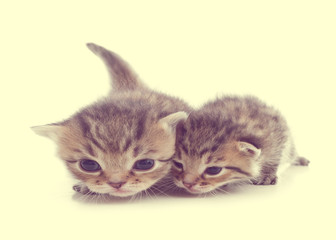 funny kittens