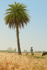 View of golden wheat field