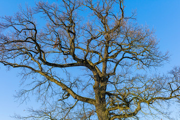 Baum und blauer Himmel