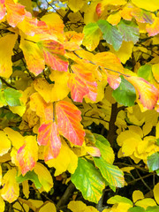 Blatt und Baum im Herbst