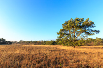 Fototapeta premium Heath landscape in evening glow in Holland