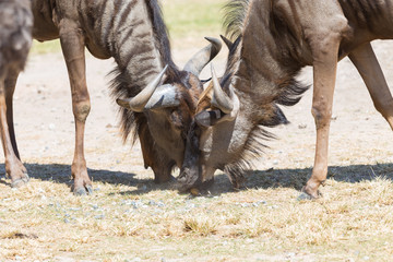 Brindled wildebeest closeup