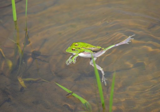 田んぼの蛙