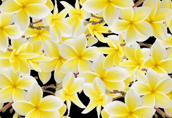 Fototapeta premium Frangipani flower