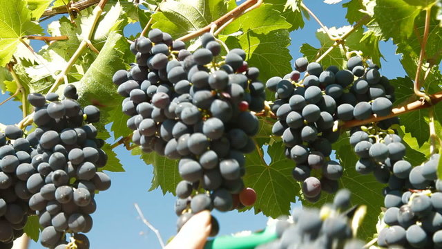Dark Blue Grape Harvesting