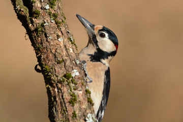 Picchio rosso maggiore