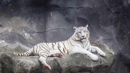 Fototapeta premium White Bengal Tiger lay down on the cliff