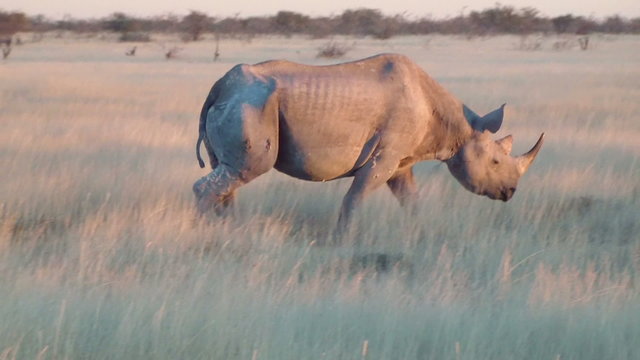 Old rhino close up walking field Etosha Namiba Africa