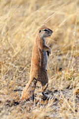 Ground squirrel standing