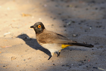 Red-eyed bulbul