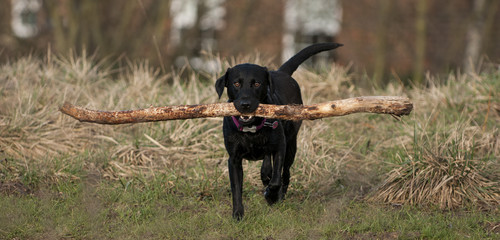 working dog