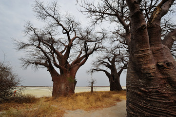 Baines'  baobabs in Nxai pans
