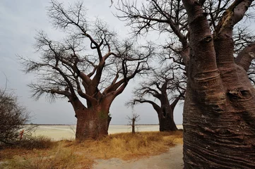 Papier Peint photo Lavable Baobab Baobabs de Baines dans des casseroles Nxai
