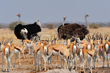 Ostriches and springboks