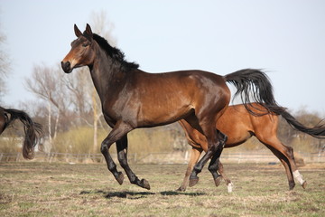 Two brown horses running at the pasture