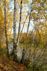 Fototapeta premium Birch grove on the lakeside of forest lake