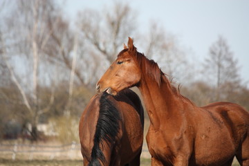 Obraz premium Two adorable horses nuzzling each other