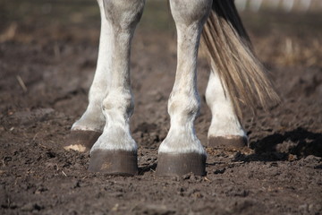 Fototapeta premium Close up of gray horse legs