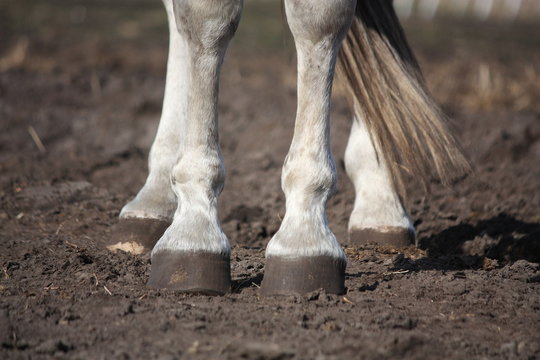 Close up of gray horse legs