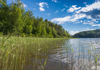 Fototapeta na wymiar Thickets of grass along the shore on Lake Ladoga
