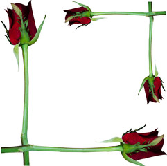 frame on red rose on white background