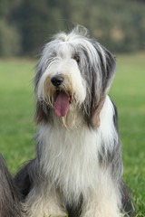 Amazing Bearded collie sitting