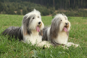 Two amazing bearded collies lying in the grass