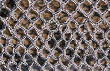 Crocodile Leather background and texture