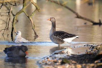 Greylag Goose, Anser anser