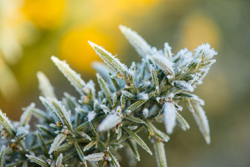 Frost crystals over plants on cold early morning