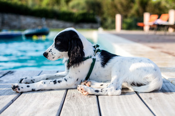 English setter on the pool