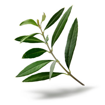 Fresh olive tree branch