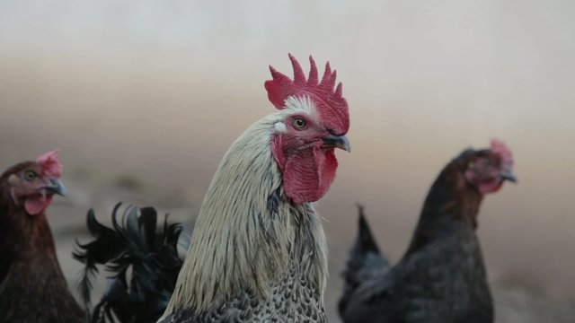 Schwarz-wei&szlig;er Hahn