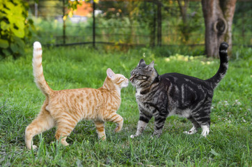 Two cats playing in the garden