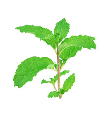 sweet basil isolated on white background