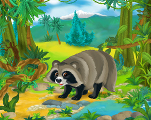 Cartoon scene - wild Asia animals - raccoon - illustration for the children