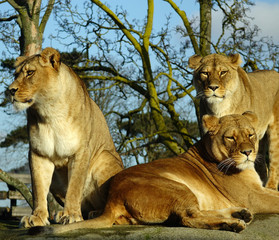 Des lionnes au repos
