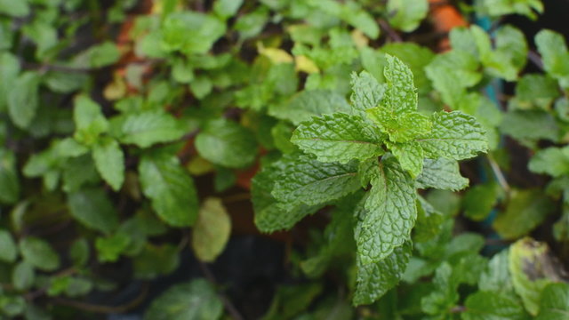 Vegetables, peppermint plants, mint leaves, camera dolly