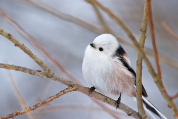 Obraz premium Long tailed tit on the branch 
