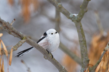 Long tailed tit on the branch 