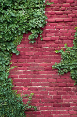Fototapeta na wymiar Old brick wall covered in ivy