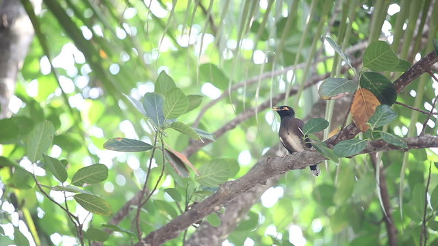Indian woodpecker cratched on branch and sing express	