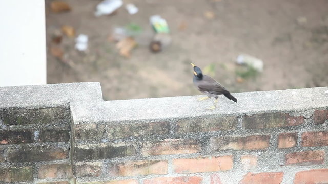 Indian woodpecker bird sit on a brick wall and fly	