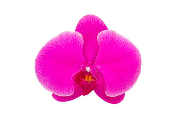 Naklejka na ściany i meble Close up Pink Orchid isolated on white background