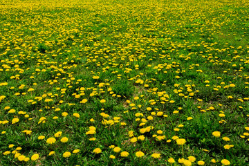 Field of Dandelions