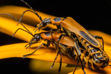 Garden Insect Beetle Romance - Macro