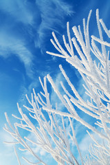 Branch in hoarfrost against the sky