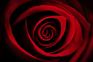 Red Rose Macro - Abstract